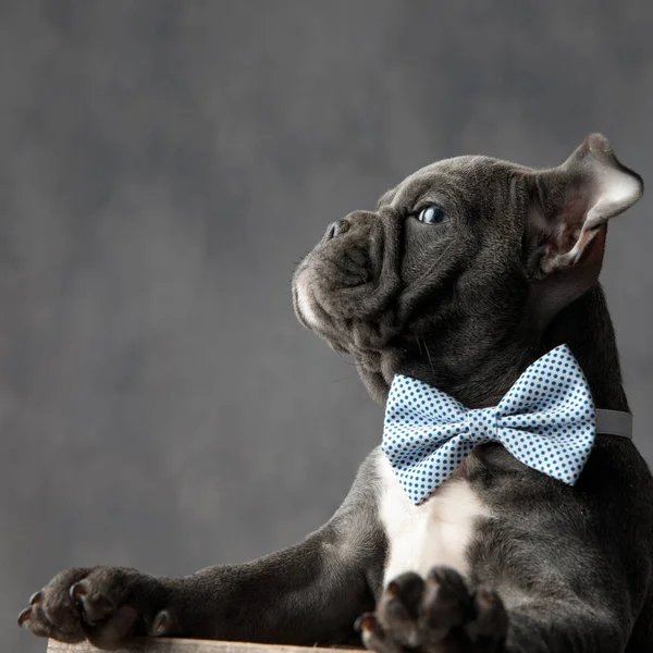 Side View Proud Little Gentleman Puppy Dog Wearing Bowtie Looks — Stock Photo, Image