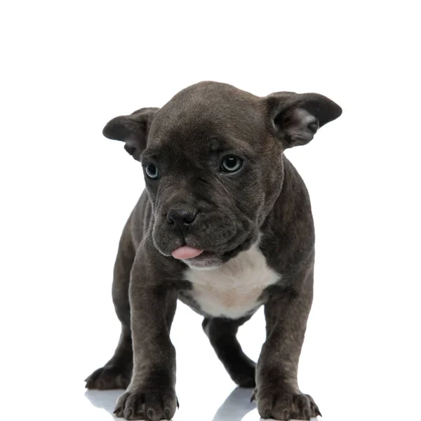 Blue American Bully Exposed Tongue Looking Happy Standing White Background — Stock Photo, Image