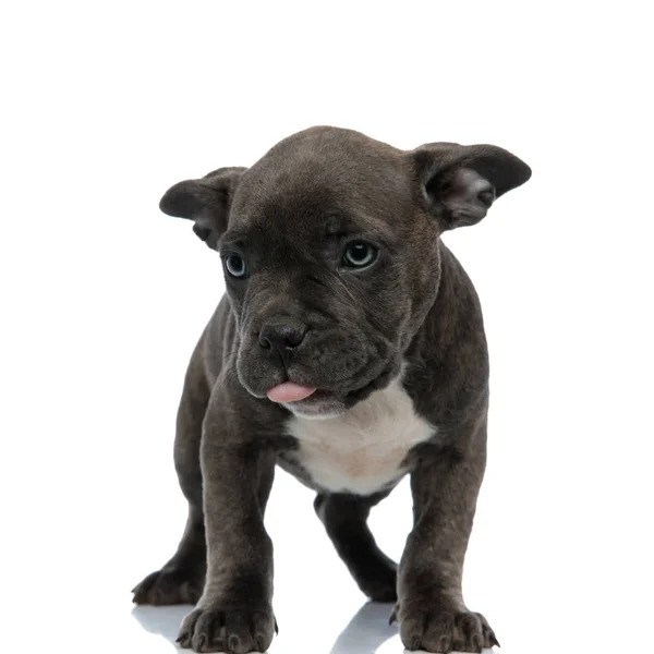 Bravucón Americano Azul Con Lengua Expuesta Mirando Feliz Pie Sobre —  Fotos de Stock