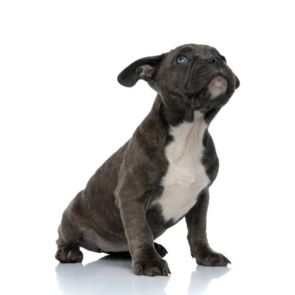 Blå American Bully Hund Tittar Upp Sittande Vit Bakgrund — Stockfoto