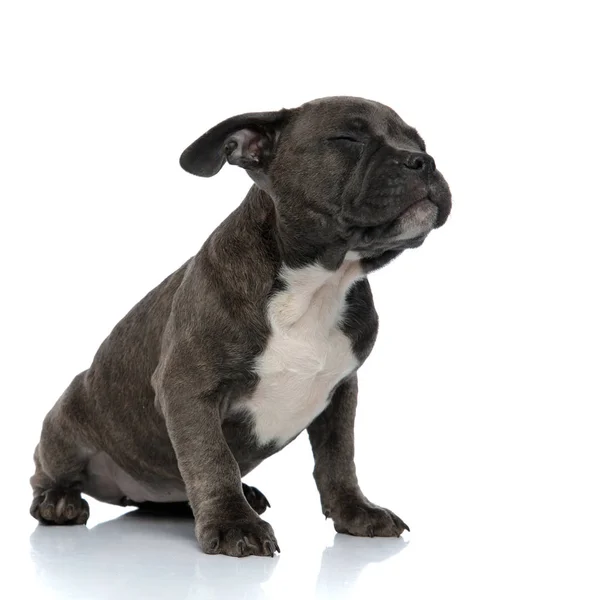 Chien Bleu Tyran Américain Assis Avec Les Yeux Fermés Sur — Photo