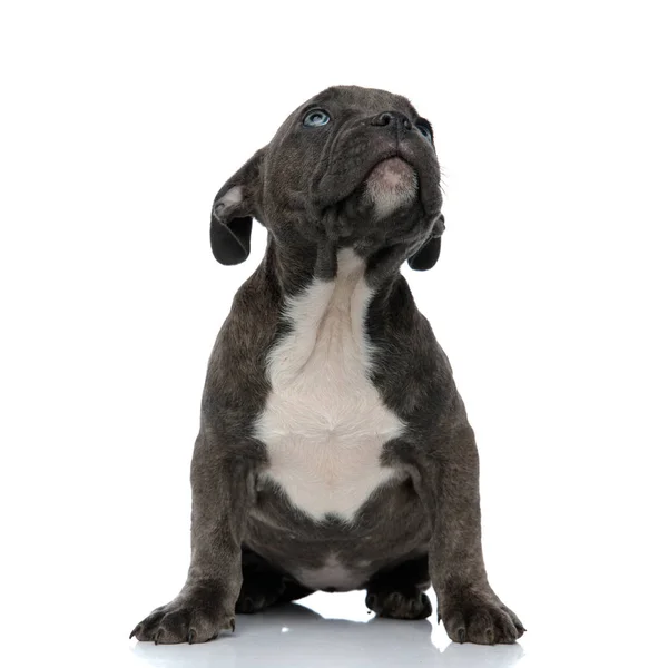 Perro Bravucón Americano Azul Mirando Hacia Arriba Escuchando Listo Para —  Fotos de Stock