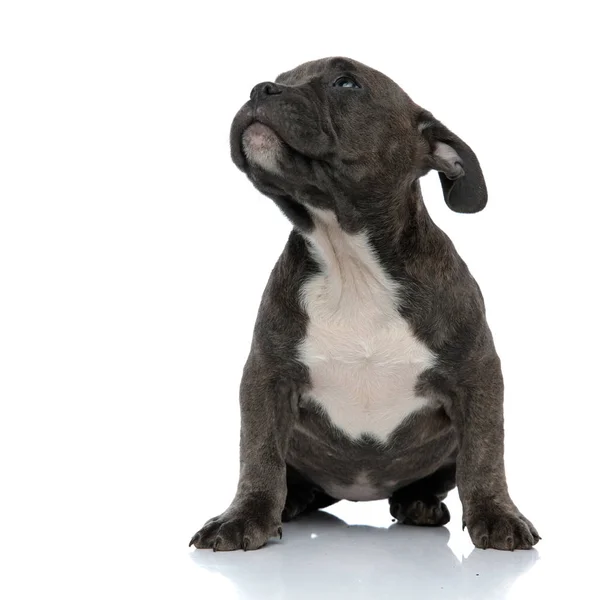 Azul Cão Americano Valentão Olhando Para Cima Com Orelhas Grandes — Fotografia de Stock