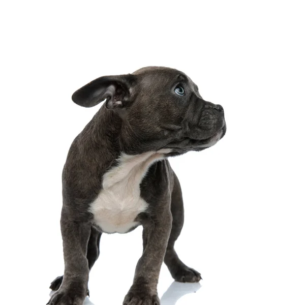 Mooie American Bully Weg Zoek Witte Achtergrond — Stockfoto