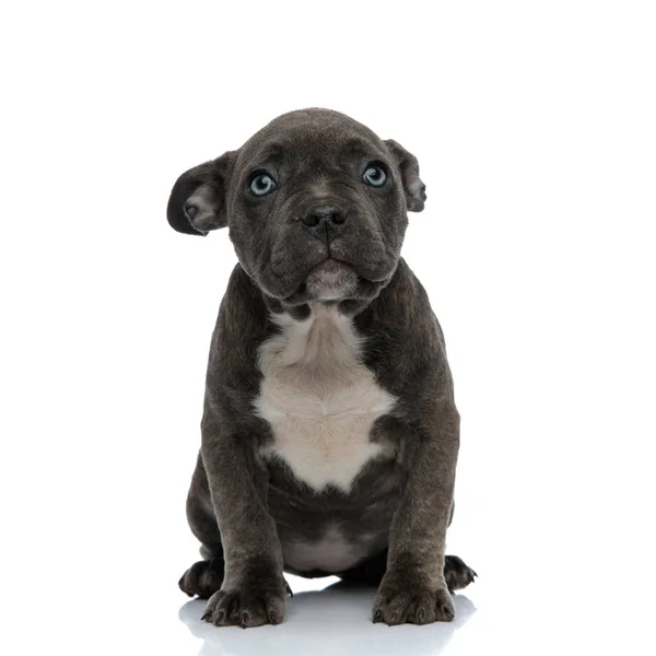 Little Dog American Bully Blue Eyes Looking Cute Sitting His — Stock Photo, Image