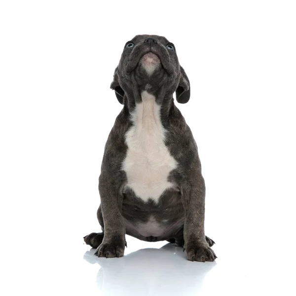 Bonito Pouco Azul Americano Bully Cão Olhando Para Cima Pronto — Fotografia de Stock