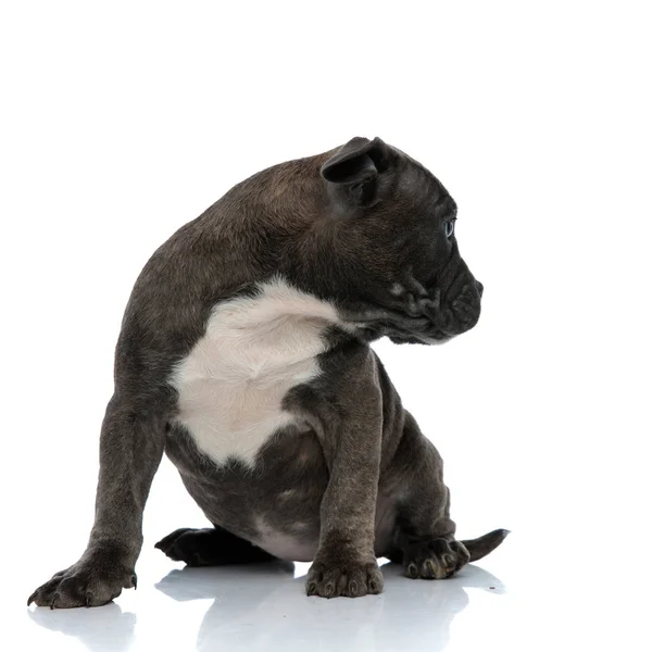 Bonito Pouco Cão Americano Valentão Olhando Para Longe Enquanto Sentado — Fotografia de Stock