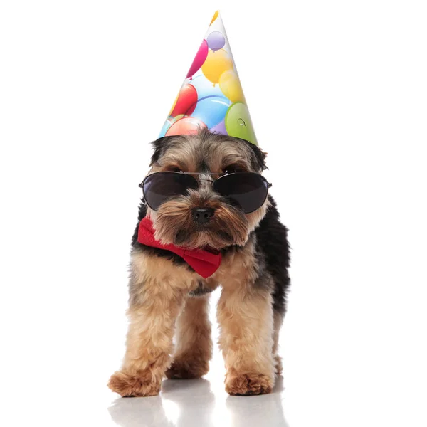 Elegante Compleanno Yorkshire Terrier Indossa Occhiali Sole Piedi Sfondo Bianco — Foto Stock