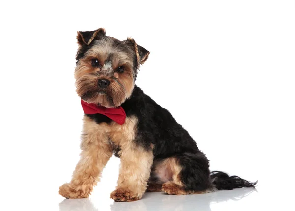 Vue Latérale Gentleman Yorkshire Terrier Assis Sur Fond Blanc — Photo