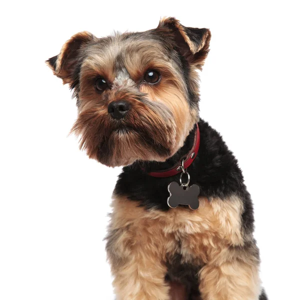 Head Curious Yorkshire Terrier Looking Side While Sitting White Background — Stock Photo, Image