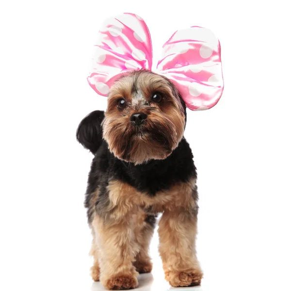 好奇的约克郡猎犬穿着粉红色的丝带抬头看着一边 而站在白色的背景 — 图库照片
