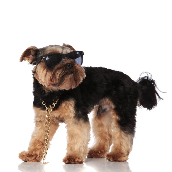 Side View Cool Yorkshire Terrier Wearing Sunglasses Golden Chain Looking — Stock Photo, Image