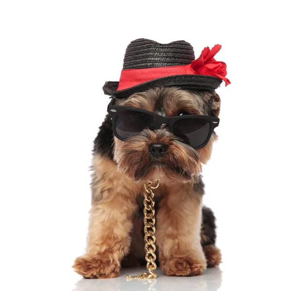 Nobler Yorkshire Terrier Mit Sonnenbrille Und Schwarzem Hut Sieht Seitlich — Stockfoto