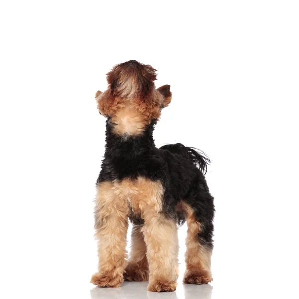 Curieux Yorkshire Terrier Regarde Vers Haut Tout Tenant Sur Fond — Photo