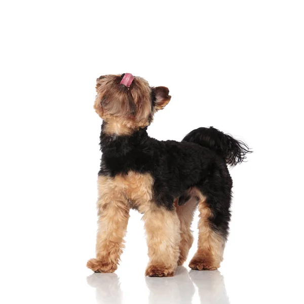 Side View Eager Yorskhire Terrier Looking While Standing White Background — Stock Photo, Image