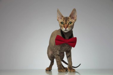 Sevimli peterbald kedi ayakta ve bir kırmızı düz dört gözle papyon giyiyor
