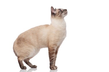 Beyaz arka plan üzerinde duran ve ararken meraklı Birman kedisi yan görünüm