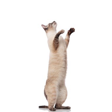 şirin gri metis kedi ayakta beyaz arka plan üzerinde iki ayak üzerinde tarafına bakar 