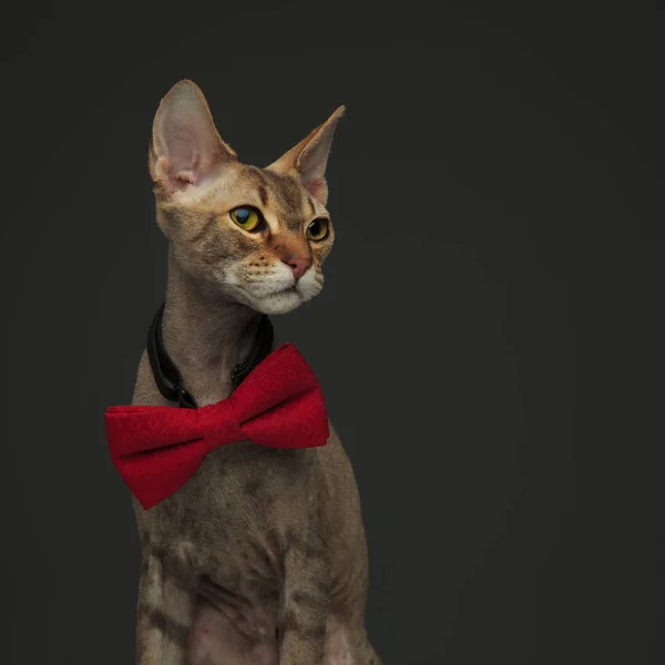 Górnej Części Ciała Portret Ładny Mały Kot Peterbald Noszenia Ponadgabarytowych — Zdjęcie stockowe