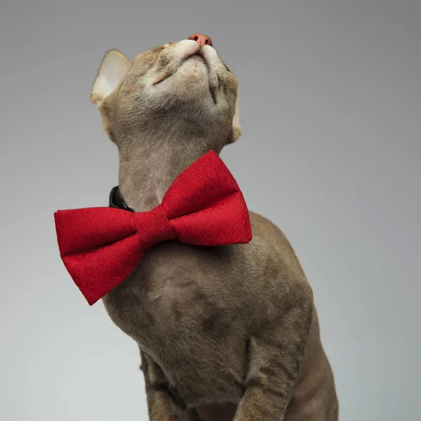 一个可爱的小秃头猫穿着超大的领结的上身肖像 — 图库照片