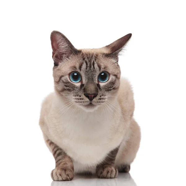 Adorable Burmese Cat Blue Eyes Looks Side While Sitting White — Stock Photo, Image