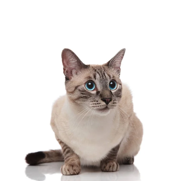 Sorprendido Gato Metis Gris Sienta Sobre Fondo Blanco Mira Hacia — Foto de Stock