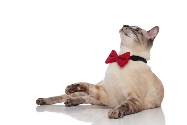 白い背景の上に横たわると側を見上げる赤蝶ネクタイを着ておさるグレー猫 — ストック写真