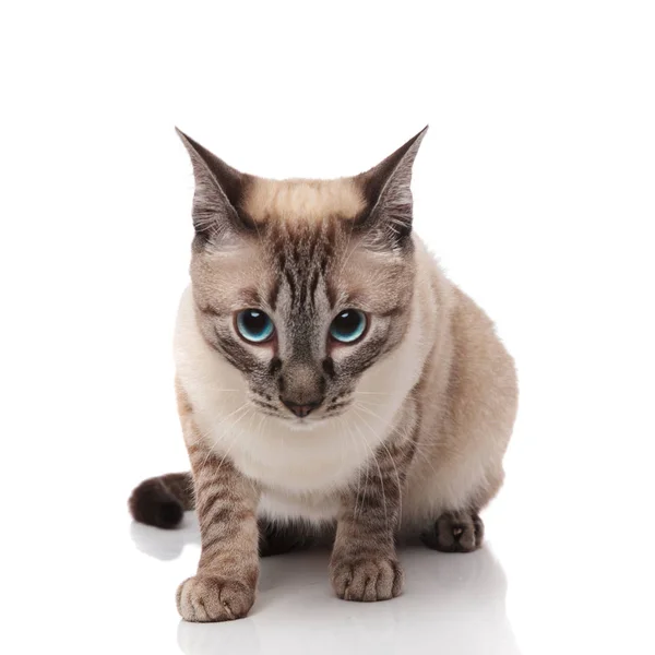 Adorable Curious Burmese Cat Sits White Background Looks — Stock Photo, Image