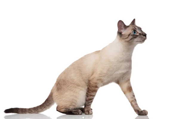 Curious Burmese Cat Blue Eyes Steps Looks Side White Background — Stock Photo, Image