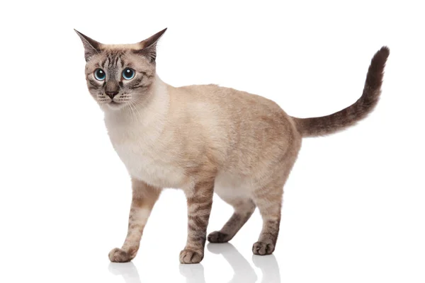 Adorable Grey Burmese Cat Standing White Background Looking Side — Stock Photo, Image