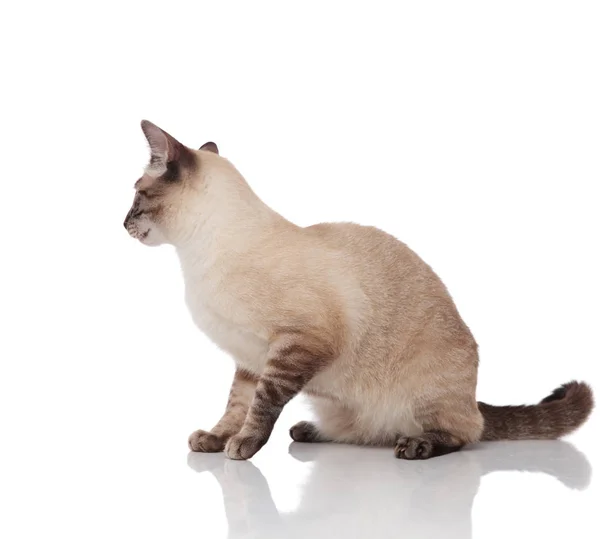 Side View Adorable Seated Burmese Cat Looking Side White Background — Stock Photo, Image