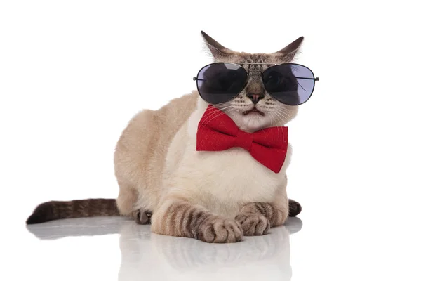 Cute Grey Metis Cat Wearing Sunglasses Red Bowtie Resting White — Stock Photo, Image
