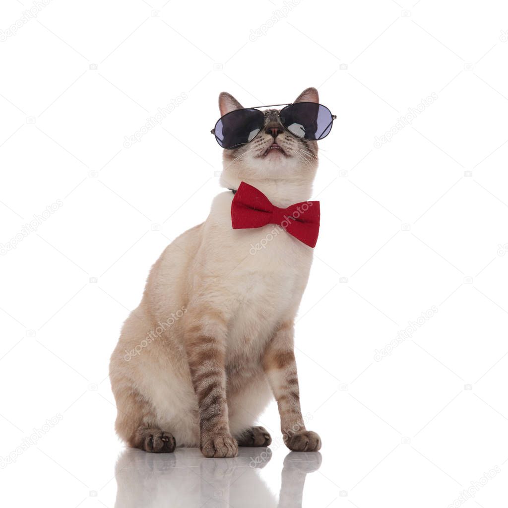 adorable grey cat wearing red bowtie and sunglasses looks up while sitting on white background