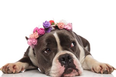 meraklı Amerikan zorba çiçek kafa bandı ile tarafına görünüyor