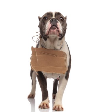 boş billboard ile dilenci Amerikan kabadayı olmak evlat edinmek istiyor