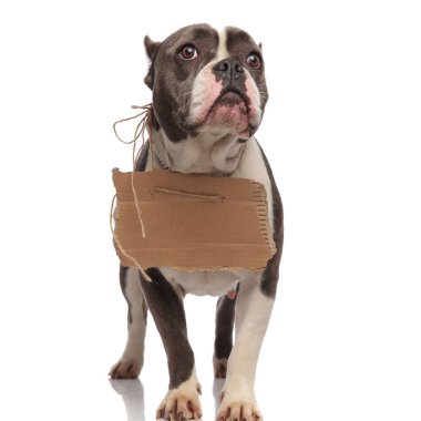 boş billboard ile dilenci Amerikan kabadayı olmak evlat edinmek istiyor