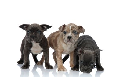 Birlikte ayakta ve yerde koklama 3 Amerikan zorba köpek