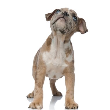 Amerikan zorba köpek yavrusu ayakta ve merakla arıyorsunuz