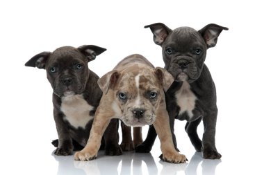 3 Amerikan zorba köpekler oturan ve birlikte olma aggres ayakta