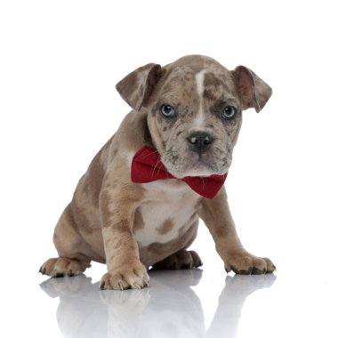 Bir papyon giyiyor ve oturan Amerikan kabadayı