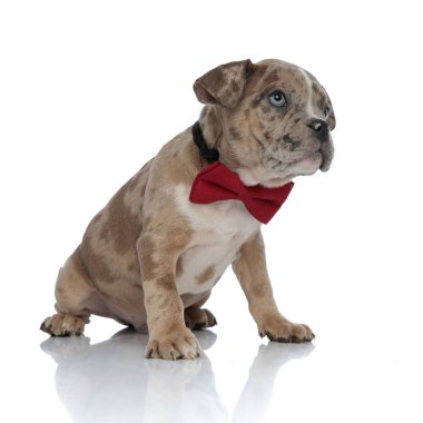 Oturma ve merakla arayan Amerikan kabadayı