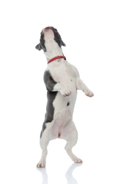 arka ayakları üzerinde duran Fransız buldozer