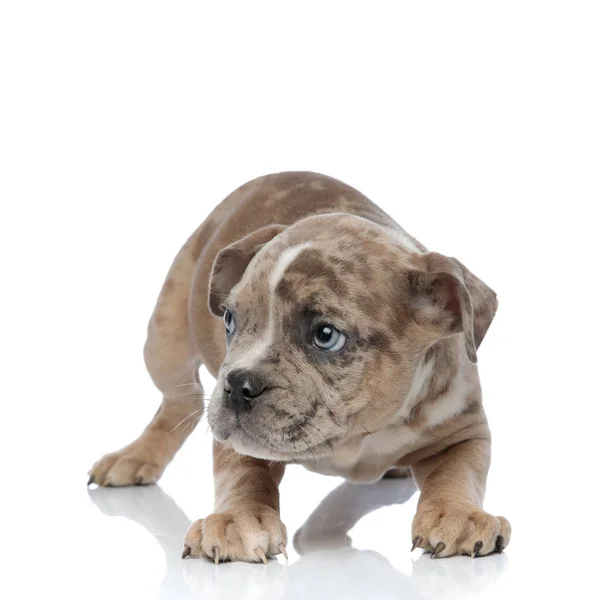 American bully puppy standing and looking curiously to side — Stock Photo, Image