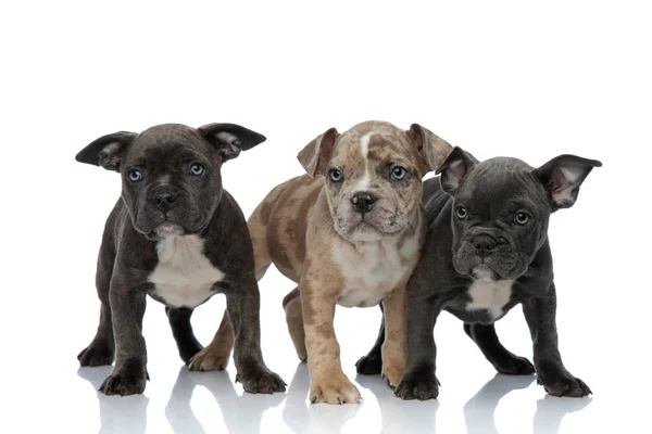 3 Amerikaanse bully honden permanent samen — Stockfoto