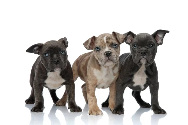 3 Amerikaanse bully honden permanent samen — Stockfoto