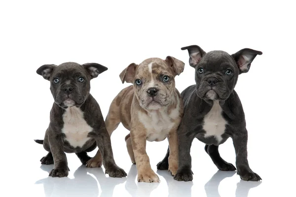 3 Amerikaanse bully honden permanent samen — Stockfoto