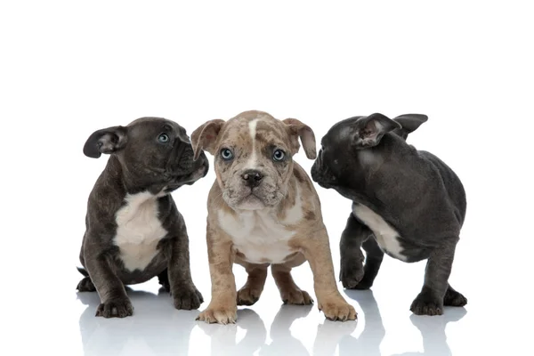 3 American bully dogs laying and standing together looking back — Stock Photo, Image