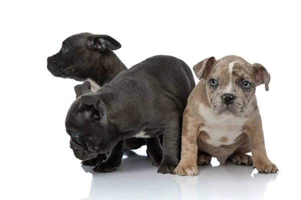 3 cani bullo americani posa e in piedi insieme — Foto Stock