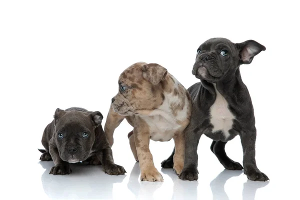 3 chiens tyrans américains couchés et debout ensemble — Photo