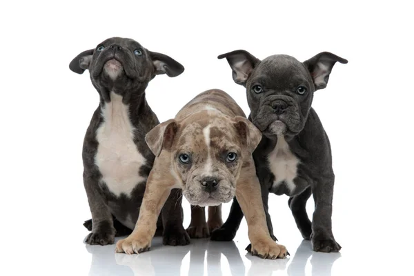 3 chiens tyrans américains levant les yeux curieux et agressifs — Photo